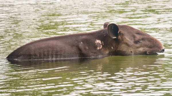 Tapir salvaje herido cruzando un río —  Fotos de Stock