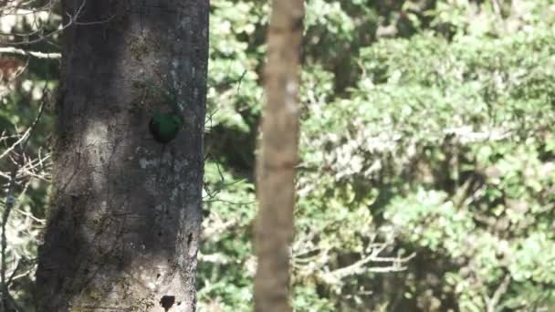 Quetzalmännchen verlässt das Nest in 4k — Stockvideo