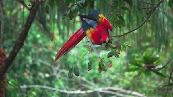 Lento movimiento del guacamayo alimentándose sobre el árbol — Vídeo de stock