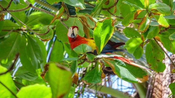 Der scharlachrote Ara frisst Blätter über dem Baum — Stockfoto