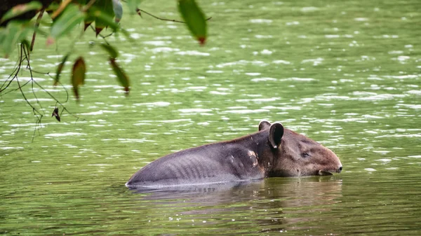 Tapir salvaje herido cruzando un río —  Fotos de Stock