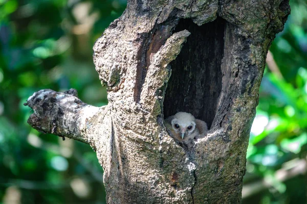 Маленькие совы внутри отверстия для деревьев — стоковое фото