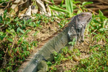 Yeşil iguana tatlı