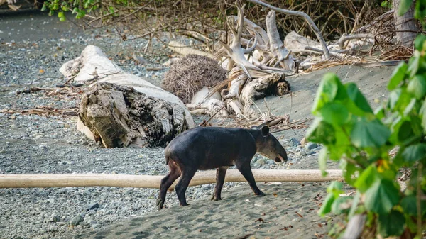 Молодой тапир входит в лес в Корковадо, Коза-Рика — стоковое фото