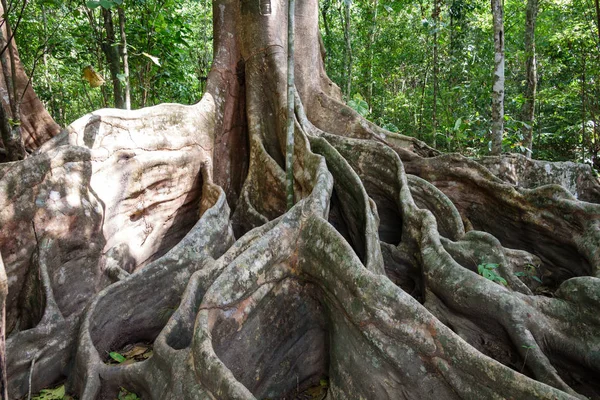 Un albero gigante con radici di contrafforte nella foresta, Costa Rica — Foto Stock