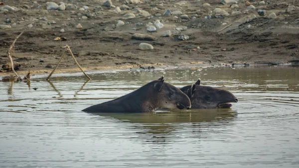 Salvaje tapir mamá y bebé dentro de estanque —  Fotos de Stock