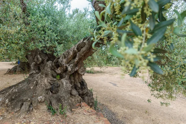 古代の樹齢 1000 年のオリーブの木 — ストック写真