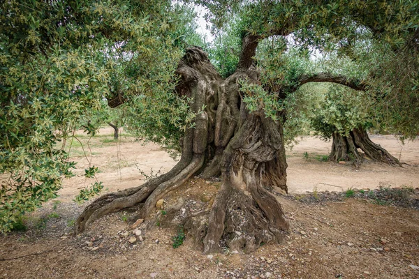 古代樹齢 1000 年のオリーブの木の幹 — ストック写真