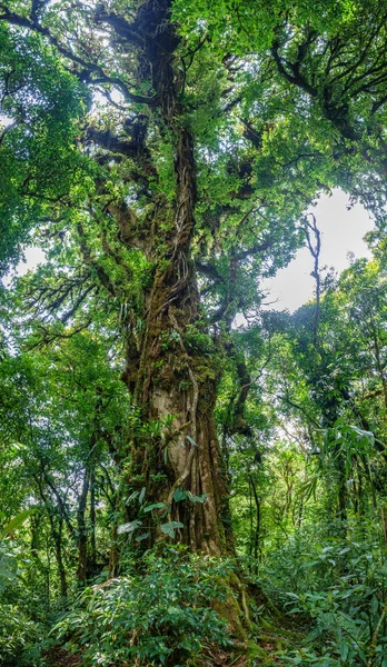 Vista panorâmica de árvore inteira na floresta — Fotografia de Stock