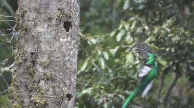 Süper yavaş düz renkte iç içe geçirmek için açılış Quetzal kuşu