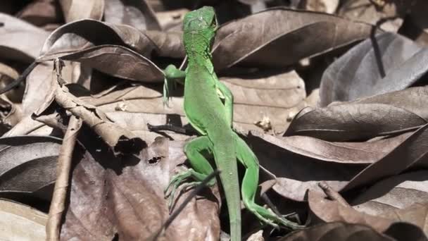 Lagarto verde caminando en cámara súper lenta — Vídeos de Stock