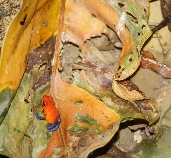 Strawberry or blue jeans dart frog on brown leaf — Stock Photo, Image