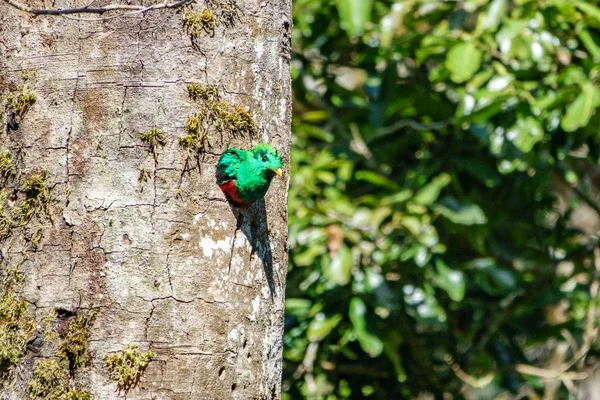 Olśniewający Quetzal mężczyzna w drzewo dziura nest — Zdjęcie stockowe