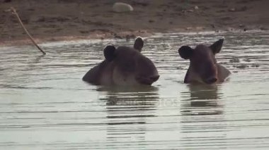 Tapir bebek ve anne bir havuzda Corcovado, Kosta Rika