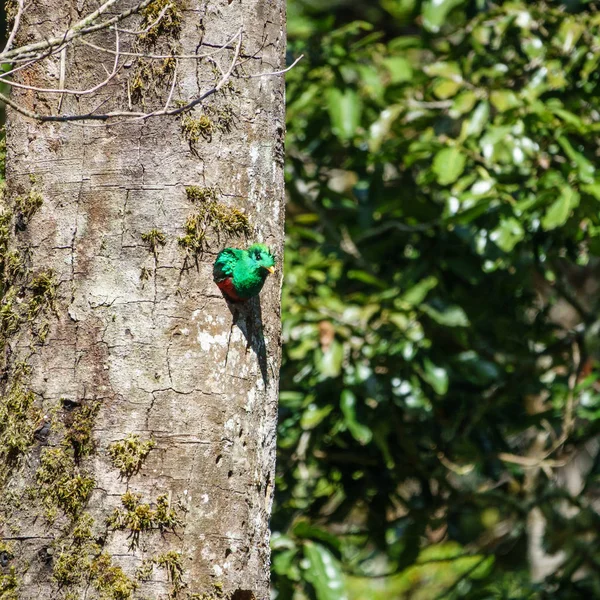 Resplandecente Quetzal macho em árvore buraco ninho — Fotografia de Stock