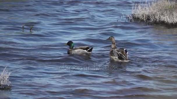 Male duck stands and flaps wings behind female — Stock Video