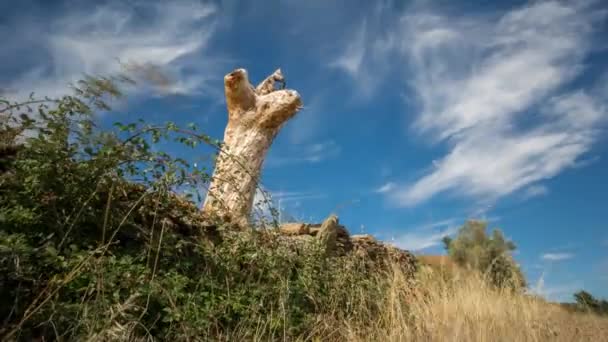 Glijdende camera time-lapse met dode boomstam — Stockvideo