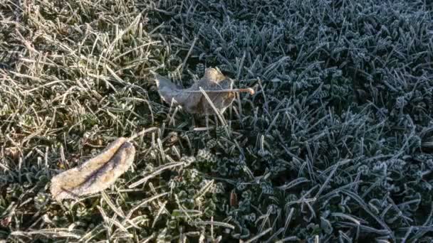 Folhas congeladas e grama deicing com sol — Vídeo de Stock