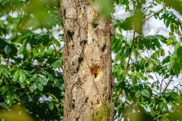 Spechtlöcher im Baum — Stockfoto