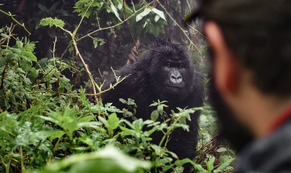 Turista observando mounta gorilla — Fotografia de Stock