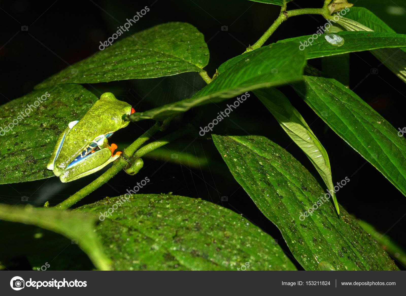 Red Eyed Tree Frog Closeup Agalychnis Callidryas By Night In Costa