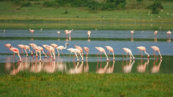 Grupp av flamingos på sjön — Stockfoto