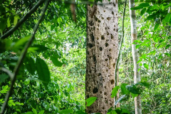 Woodpecker holes in tree — Stock Photo, Image