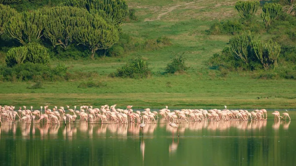 Große Gruppe von Flamingos am See — Stockfoto