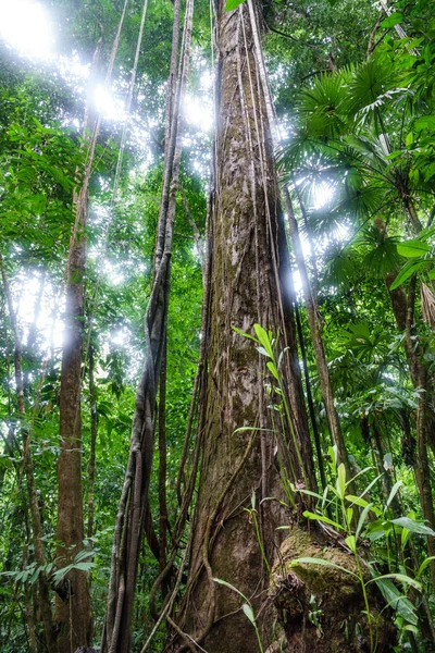 Panoramic view of entire tree in the forest — Stock Photo, Image