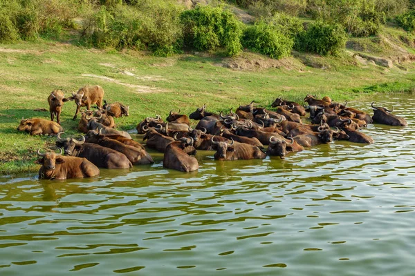 Ganado de búfalo en la orilla del río — Foto de Stock