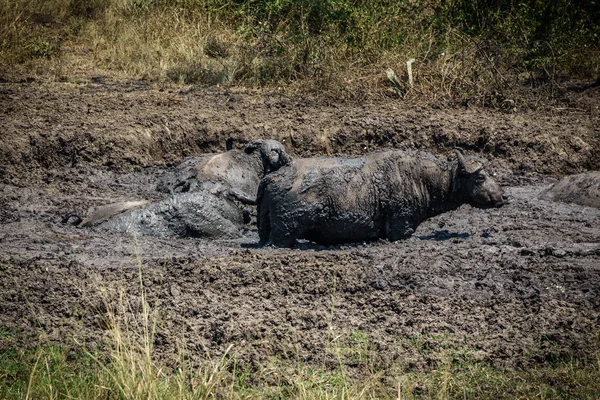 Buffalo in the mud — Stock Photo, Image