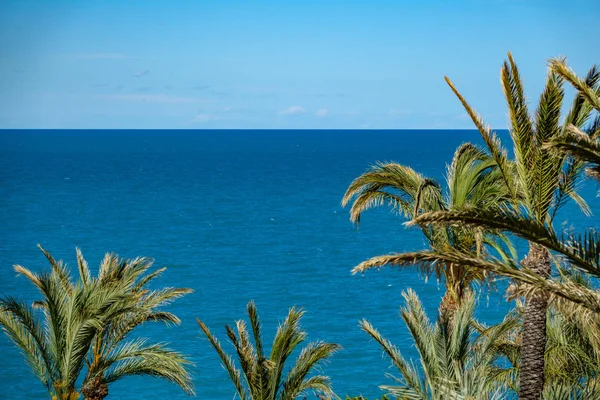Calm sea line with palm trees — Stock Photo, Image