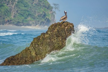 Pelikan kayalar üzerinde