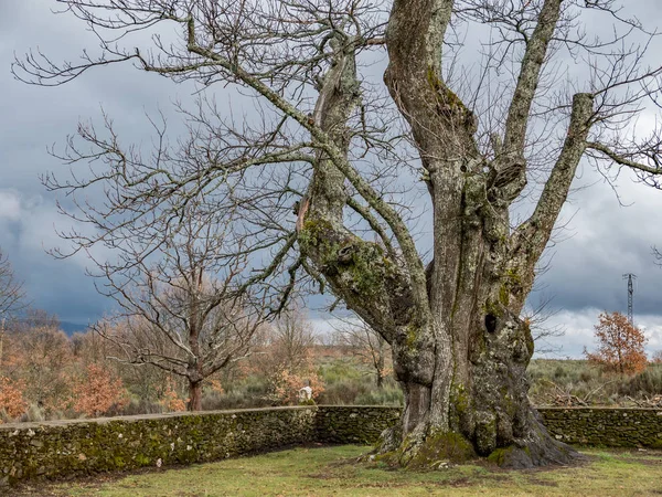 Ancient chestnut tree — Stock Photo, Image