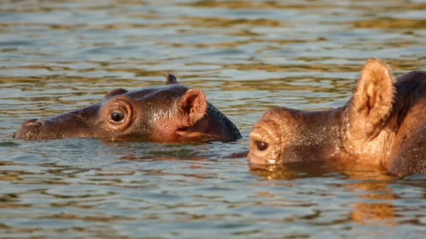 Cabeza de hipopótamo en el agua palo fuera del río mojado —  Fotos de Stock