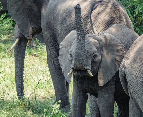 Wild baby elefant med stammen upp — Stockfoto