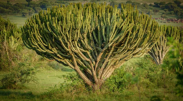 Afrikanska cactus träd närbild — Stockfoto