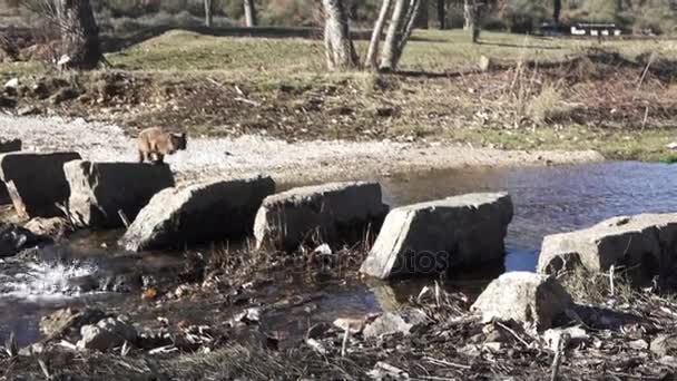 Super slow motion av katt hoppa över floden stenar — Stockvideo