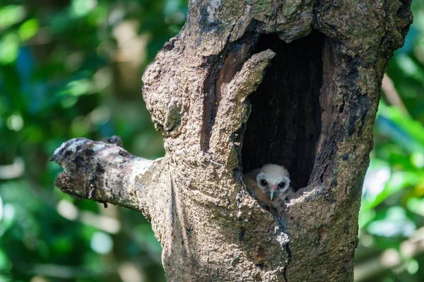 Vogel entdeckt Küken-Eule — Stockfoto