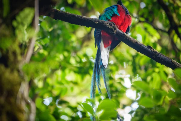 Schöner prachtvoller Quetzal — Stockfoto