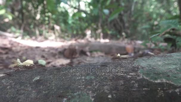 Τα μυρμήγκια με φύλλα περπάτημα — Αρχείο Βίντεο