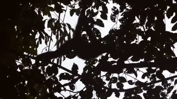Ombre de singe à travers les feuilles de l'arbre — Video
