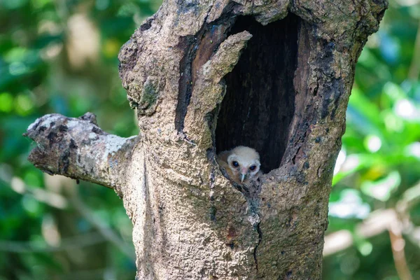 Маленькие совы внутри отверстия для деревьев — стоковое фото