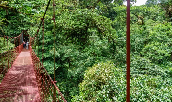 Bron i regnskog i Monteverde — Stockfoto