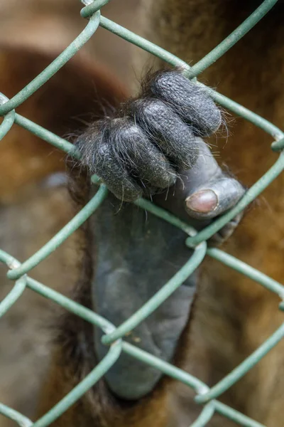 Piede scimmia dietro griglia — Foto Stock