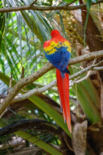 Scarlet Macaw bakifrån över filial — Stockfoto