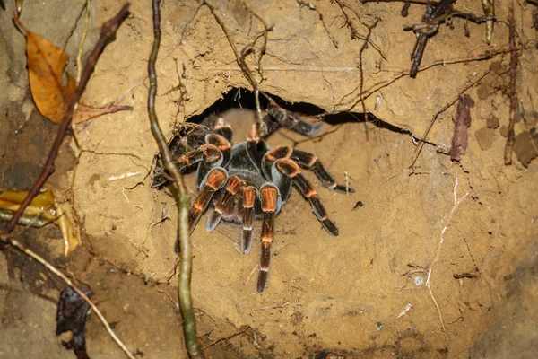 Closeup view of wild tarantula near hole at night — Stock Photo, Image