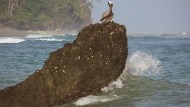 Pelícanos sobre roca mientras se rompe la ola, cámara lenta — Vídeos de Stock