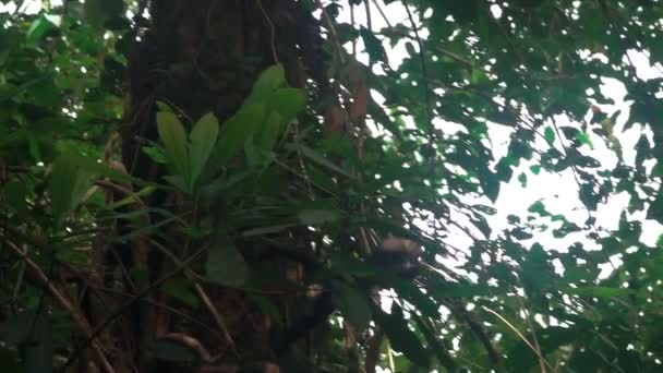 Macaco selvagem saltando entre árvores em câmera lenta — Vídeo de Stock