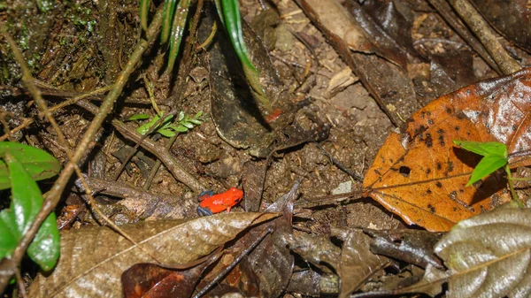 stock image strawberry or blue jeans dart frog in the forest